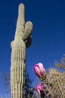 Images Dated 2nd April 2009: Strawberry hedgehog, Enchinocereus engelmannii, and Saguaro Cactus, Carnegiea gigantea
