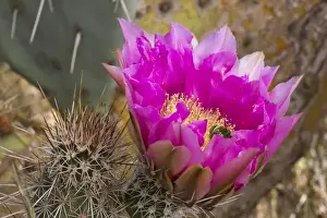 Strawberry Hedgehog Flower, Enchinocereus engelmannii, Sonoran Desert, High Desert Park