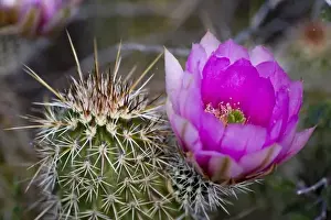 Images Dated 1st April 2009: Strawberry Hedgehog Flower, Enchinocereus engelmannii, Sonoran Desert, High Desert Park