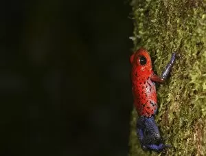 Strawberry Poison-dart frog (Dendrobates pumilio) La Selva, Costa Rica