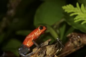 Images Dated 25th March 2007: Strawberry Poison-dart frog (Dendrobates pumilio) La Selva, Costa Rica