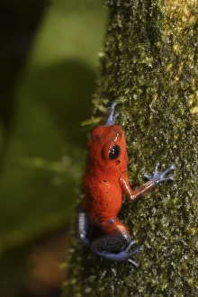 Images Dated 25th March 2007: Strawberry Poison-dart frog (Dendrobates pumilio) La Selva, Costa Rica