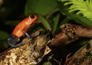 Images Dated 25th March 2007: Strawberry Poison-dart frog (Dendrobates pumilio) La Selva, Costa Rica