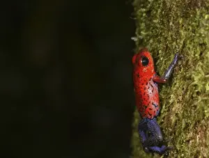 Strawberry Poison-dart frog (Dendrobates pumilio) La Selva, Costa Rica