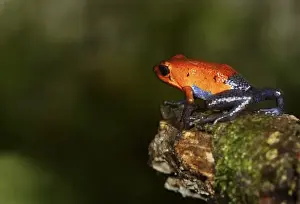 Strawberry Poison-dart frog (Dendrobates pumilio) La Selva, Costa Rica