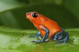 Images Dated 24th January 2009: Strawberry poison frog or strawberry poison-dart frog (Oophaga pumilio), Costa Rica