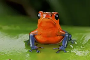 Costa Rica Prints: Strawberry poison frog or strawberry poison-dart frog (Oophaga pumilio), Costa Rica
