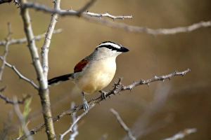 David Slater Prints: Three Streaked Tchagra (Tchagra australis), Fishers Pan, Etosha NP, Namibia