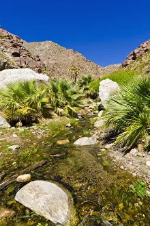 Oasis Prints: Stream in Borrego Palm Canyon, Anza-Borrego Desert State Park, California, USA