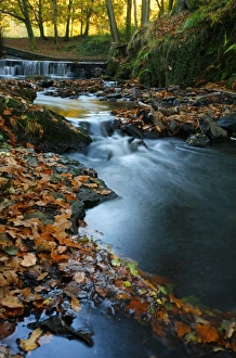 Fallen Prints: Stream with Fall Leaves in the Forest of Dean, UK