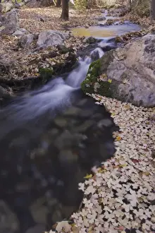 Mckittrick Canyon Prints: Stream with fallen leaves of Bigtooth Maples (Acer grandidentatum) fallcolors