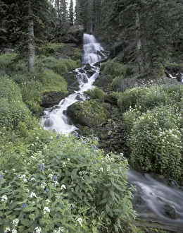 Images Dated 26th May 2004: Stream lined with Bitter Cress (Cardamine cordifolia) and Mountain Bluebells (Mertensia