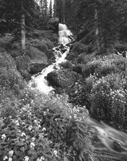 Long Exposure Prints: Stream lined with Bitter Cress (Cardamine cordifolia) and mountain Bluebells (Mertensia