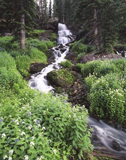 Stream lined with Bitter Cress (Cardamine cordifolia) and mountain Bluebells (Mertensia