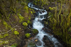 Provincial Park Prints: Stream in the rainforest near Alice Lake Provincial Park