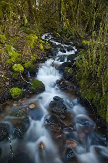 Stream in the rainforest near Alice Lake Provincial Park, Squamish, British Columbia