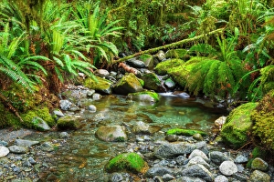 Hiking Prints: Stream on the Tutoko River Track, Fiordland National Park, South Island, New Zealand