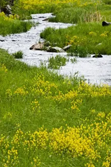 Stream and wildflowers in Custer State Park, South Dakota
