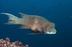Streamer Hogfish (Bodianus diplotaenia) or Mexican hogfish off of Wolf Island