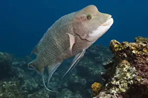 Wolf Island Prints: Streamer Hogfish (Bodianus diplotaenia) or Mexican hogfish off of Wolf Island