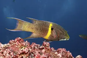 Streamer Hogfish (Bodianus diplotaenia) or Mexican hogfish off of Wolf Island
