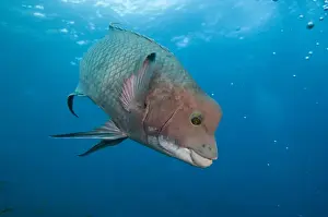 Streamer Hogfish (Bodianus diplotaenia) or Mexican hogfish off of Wolf Island