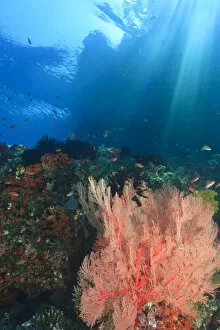 Images Dated 20th March 2004: Streaming afternoon sunlight, Vibrant Gorgonian Sea Fans and schooling Anthias fish