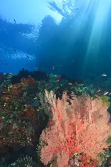Raja Ampat Prints: Streaming afternoon sunlight, Vibrant Gorgonian Sea Fans and schooling Anthias fish