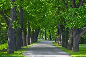 Roadway Prints: Street flanked by trees, Prague, Czech Republic