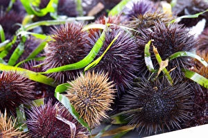 Street market merchants stall with sea urchins oursin with sharp needles