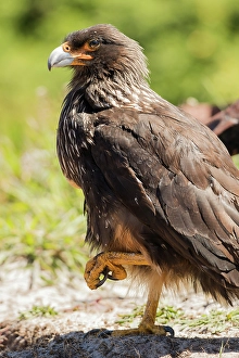 Raptor Prints: Striated caracara adult resting with one foot up