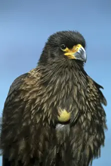 Striated Prints: Striated Caracara Hawk, (Phalcoboenus australis) with full crop