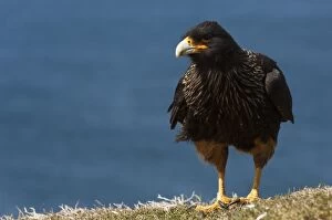 Images Dated 19th November 2007: Striated Caracara or Johnny Rook bird (Phalcoboenus australis), on the West Falkland