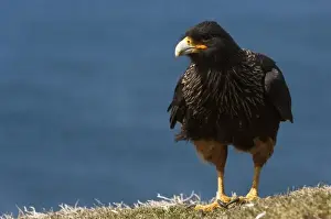 Johnny Rook Prints: Striated Caracara or Johnny Rook bird (Phalcoboenus australis), on the West Falkland