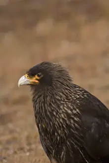Images Dated 3rd January 2006: A striated Caracara or Johnny Rook as they are known by Falkland sheep farmers used