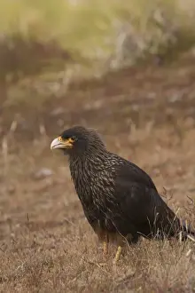 Endangered Specie Prints: A striated Caracara or Johnny Rook as they are known by Falkland sheep farmers used
