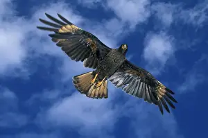 Falkland Prints: Striated Caracara or Johnny Rook (Phalcoboenus australis) in flight, FALKLAND ISLANDS