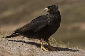 Images Dated 20th November 2007: Striated Caracara or Johnny Rook (Phalcoboenus australis) They obtain much of