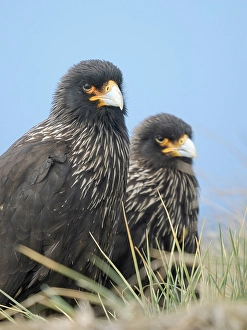Poa Flabellata Prints: Striated caracara or Johnny Rook