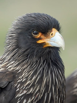 Images Dated 30th January 2024: Striated caracara or Johnny Rook