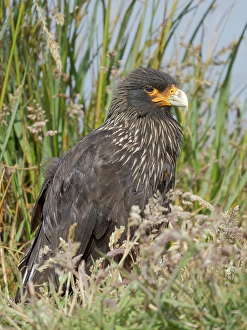 Images Dated 30th January 2024: Striated caracara or Johnny Rook
