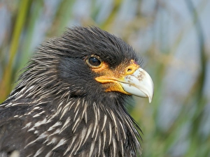 Images Dated 30th January 2024: Striated caracara or Johnny Rook