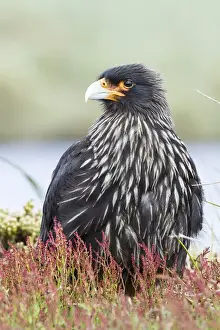 Striated Caracara (Phalcoboenus australis) or Johnny Rook, considered as very intelligent