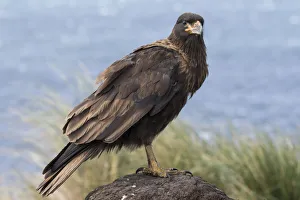 Animals Prints: Striated Caracara (Phalcoboenus australis) or Johnny Rook