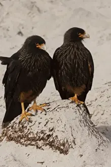Feet Prints: Striated Caracaras or Johnny Rooks (Phalcoboenus australis) on Sea Lion Island