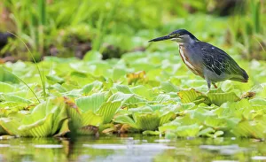 Shorebird Prints: Striated heron in search of a meal, wetlands in Peru
