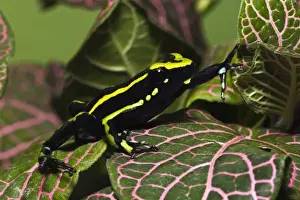 Amazon Basin Prints: Three Stripe Dart Frog, Ameerega (formerly Epipedobates) trivittatus, Amazon basin