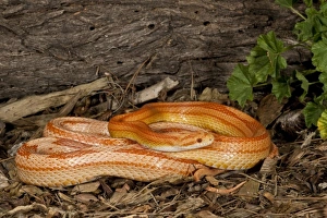 Albino Prints: Striped Albino Corn Snake, Elaphe guttata, Native to Eastern US