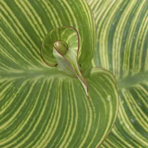 Images Dated 7th August 2005: Striped Canna Leaf abstract