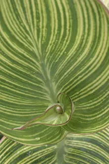 Images Dated 7th August 2005: Striped Canna Leaf abstract